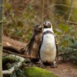 Twycross Zoo to remain open